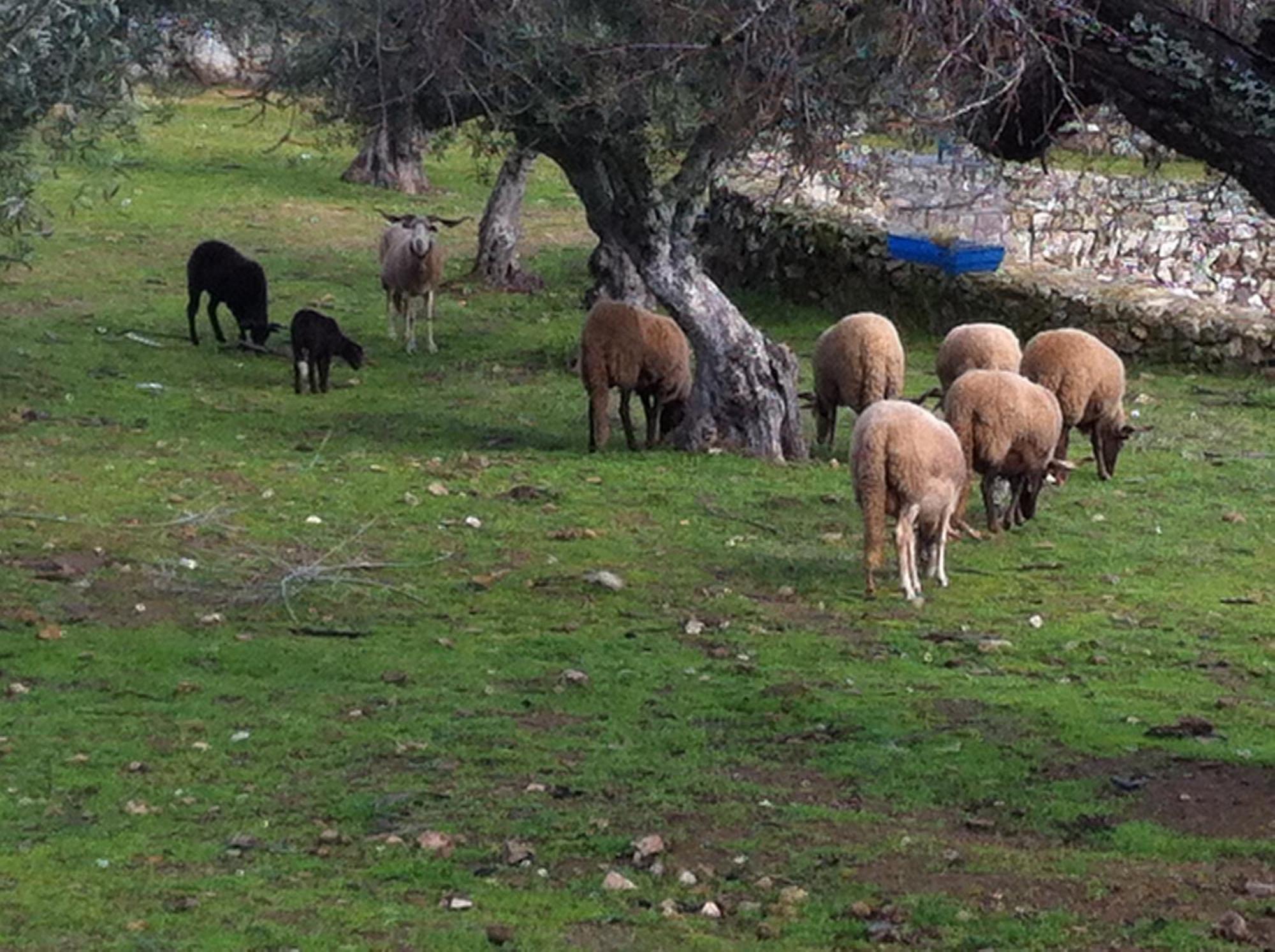 Quinta Das Pias - Holiday Farm Pinhel Exterior photo