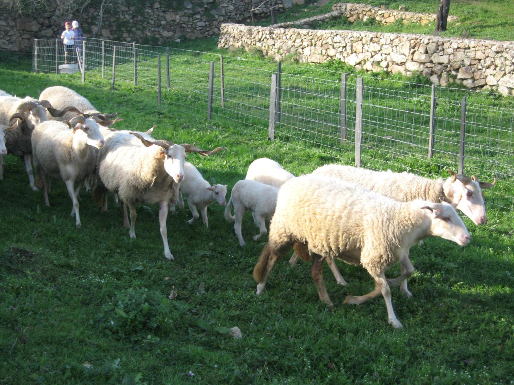 Quinta Das Pias - Holiday Farm Pinhel Exterior photo